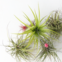 Voir la diapositive 3 : PLANT IN A BOX Plante aérienne - Set de 10 - Tillandsia - Hauteur 5-15cm - ⌀5cm