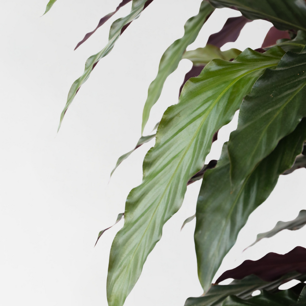 PLANT IN A BOX Calathée - Calathea 'Wavestar' - Hauteur 90cm - ⌀27cm