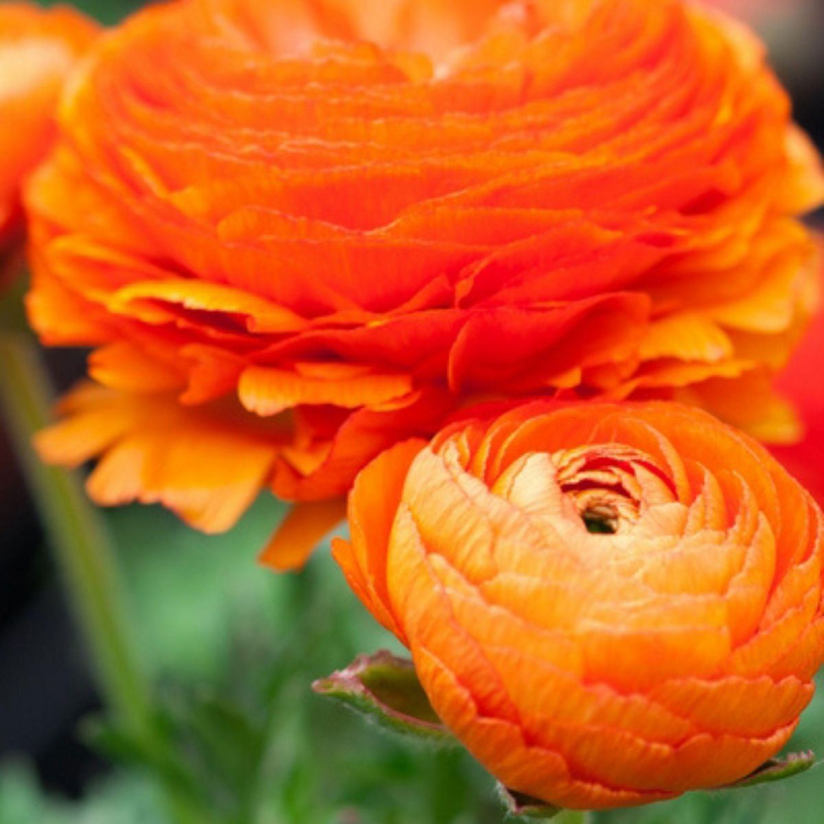 PLANT IN A BOX Renoncule - Set de 80 - Ranunculus - Bulbes à fleurs