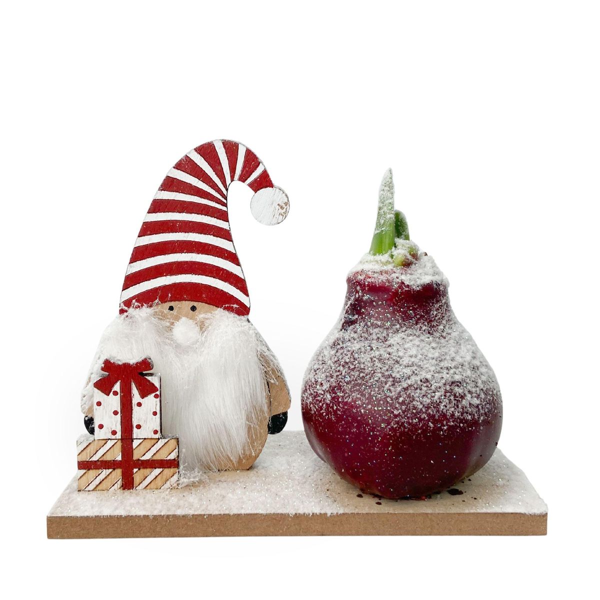 PLANT IN A BOX Amaryllis - Hippeastrum 'Pays des Merveilles Lutin'