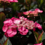 Voir la diapositive 3 : PLANT IN A BOX Hortensia - Set de 2 - Hydrangea 'Dare Devil' - Hauteur 25-40cm - ⌀19cm