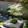 Voir la diapositive 3 : PLANT IN A BOX Érable du Japon - Set de 2 - Acer palmatum 'Ukigumo' - Hauteur 50-60cm - ⌀19cm