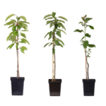 PLANT IN A BOX Pommier - Set de 3 - Malus - Hauteur 60-70cm - ⌀9cm