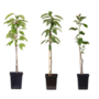 Voir la diapositive 1 : PLANT IN A BOX Pommier - Set de 3 - Malus - Hauteur 60-70cm - ⌀9cm