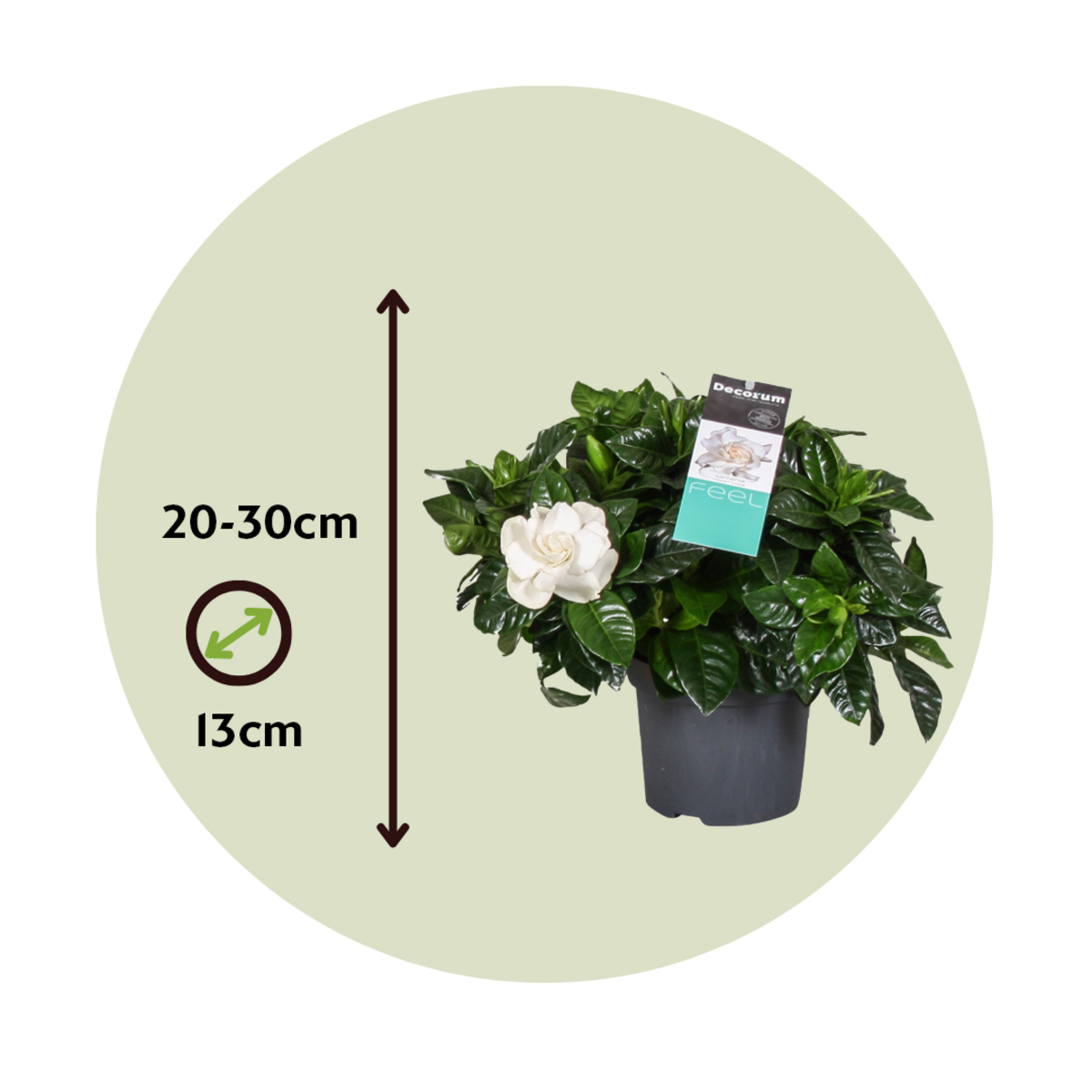 PLANT IN A BOX Jasmin du Cap - Gardenia jasminoides - Hauteur 20-30cm - ⌀13cm