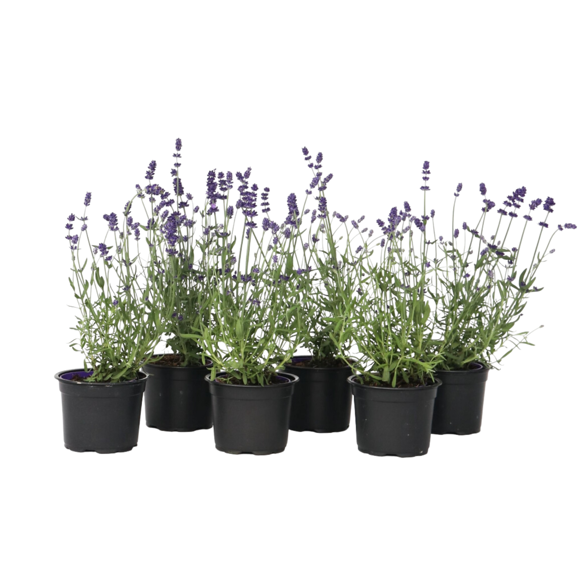 PLANT IN A BOX Lavande vraie - Set de 6 - Lavandula angustifolia - Hauteur 10-15cm - ⌀10,5cm