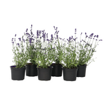 PLANT IN A BOX Lavande vraie - Set de 6 - Lavandula angustifolia - Hauteur 10-15cm - ⌀10,5cm