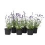 Voir la diapositive 1 : PLANT IN A BOX Lavande vraie - Set de 6 - Lavandula angustifolia - Hauteur 10-15cm - ⌀10,5cm