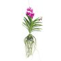 Voir la diapositive 1 : PLANT IN A BOX Orchidée - Vanda 'Tayanee Cerise' - Hauteur 55-65cm