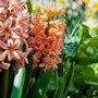 Voir la diapositive 3 : PLANT IN A BOX Jacinthe - Set de 25 - Hyacinthus 'Gipsy Queen' - Bulbes à fleurs - Orange
