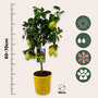 Voir la diapositive 2 : PLANT IN A BOX Citronnier - Citrus limon - Hauteur 60-70cm - ⌀19cm