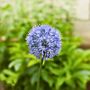 Voir la diapositive 3 : PLANT IN A BOX Ail - Set de 80 - Allium 'Caeruleum' - Bulbes à fleurs - Bleu