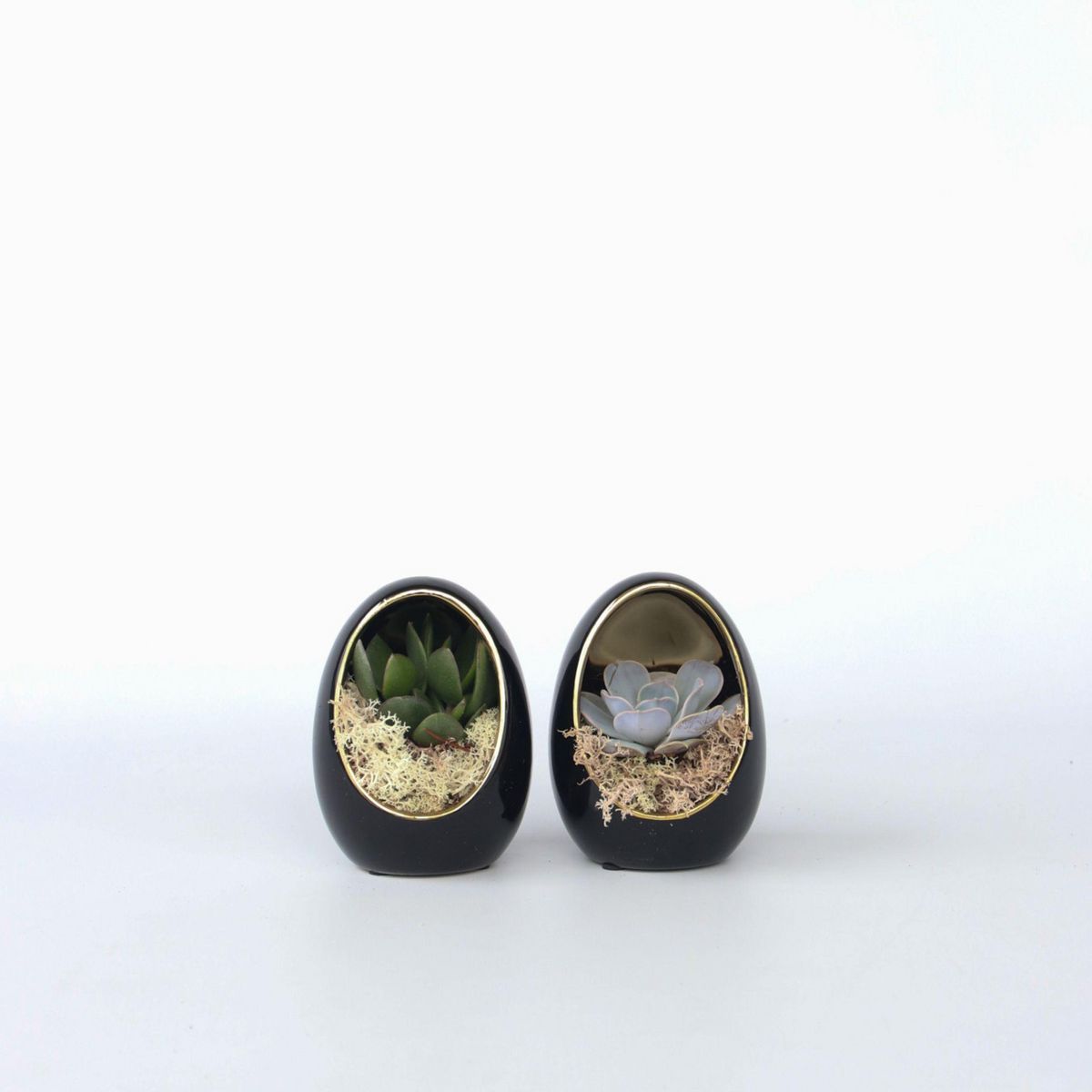 PLANT IN A BOX Œuf Noir d'Or - Set de 2 - Echeveria lilacina - Hauteur 12cm