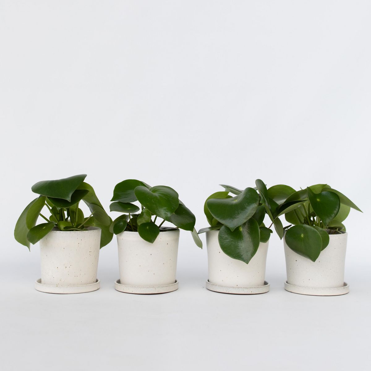 PLANT IN A BOX Pépéromie - Set de 4 - Peperomia polybotrya - Hauteur 20-30cm - ⌀12cm