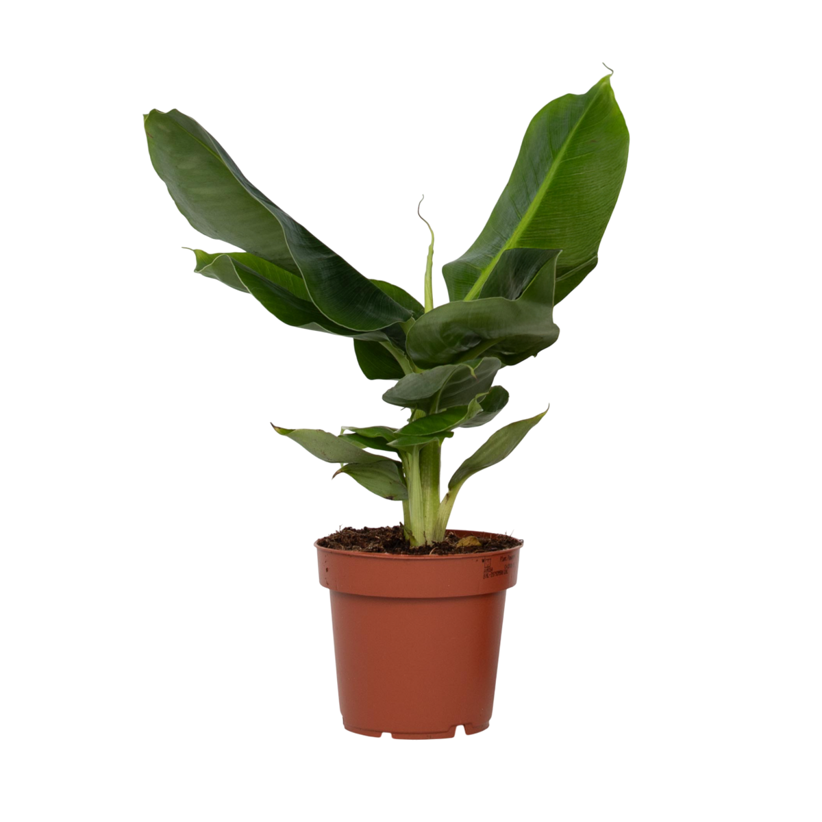 PLANT IN A BOX Bananaier nain - Musa 'Oriental Dwarf' - Hauteur 25-40cm - ⌀12cm