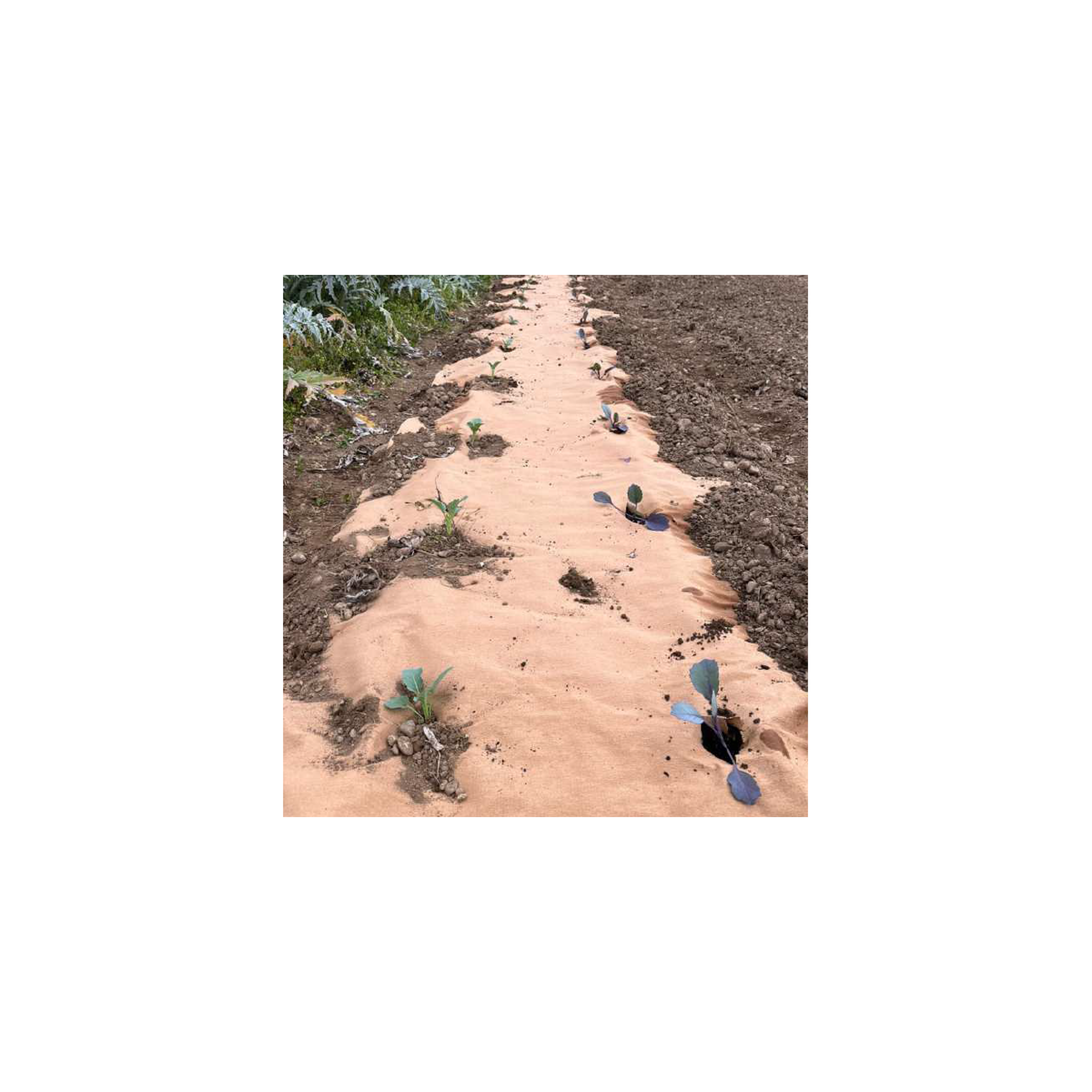 Voir la diapositive 4 : KZ GARDEN Toile de paillage agricole 0.4 x 100m autodégradable 2en1 engrais et anti mauvaises herbes 100% cellulose