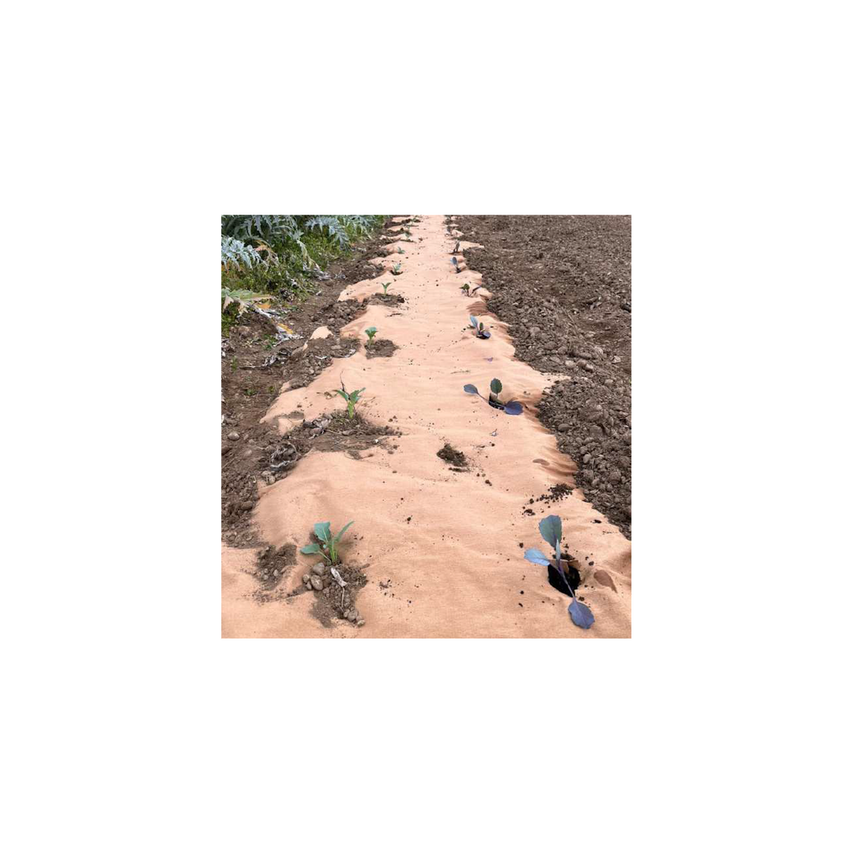 KZ GARDEN Toile de paillage Agricole 0.4 x 100m Autodégradable 2en1 Engrais et Anti mauvaises herbes 100% Cellulose