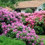 Voir la diapositive 4 : PLANT IN A BOX Buisson à fleurs - Set de 6 - Rhododendron catawbiense - Hauteur 25-40cm - ⌀9cm