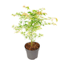 Voir la diapositive 1 : PLANT IN A BOX Érable du Japon - Acer palmatum 'Ukigumo' - Hauteur 50-60cm - ⌀19cm