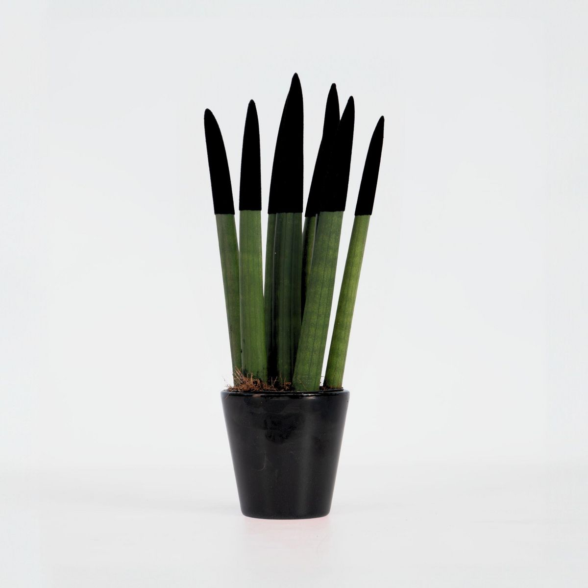 PLANT IN A BOX Sansevieria cylindrique - Hauteur 20-40cm - Pot 9cm