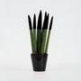 Voir la diapositive 6 : PLANT IN A BOX Sansevieria cylindrique - Hauteur 20-40cm - Pot 9cm