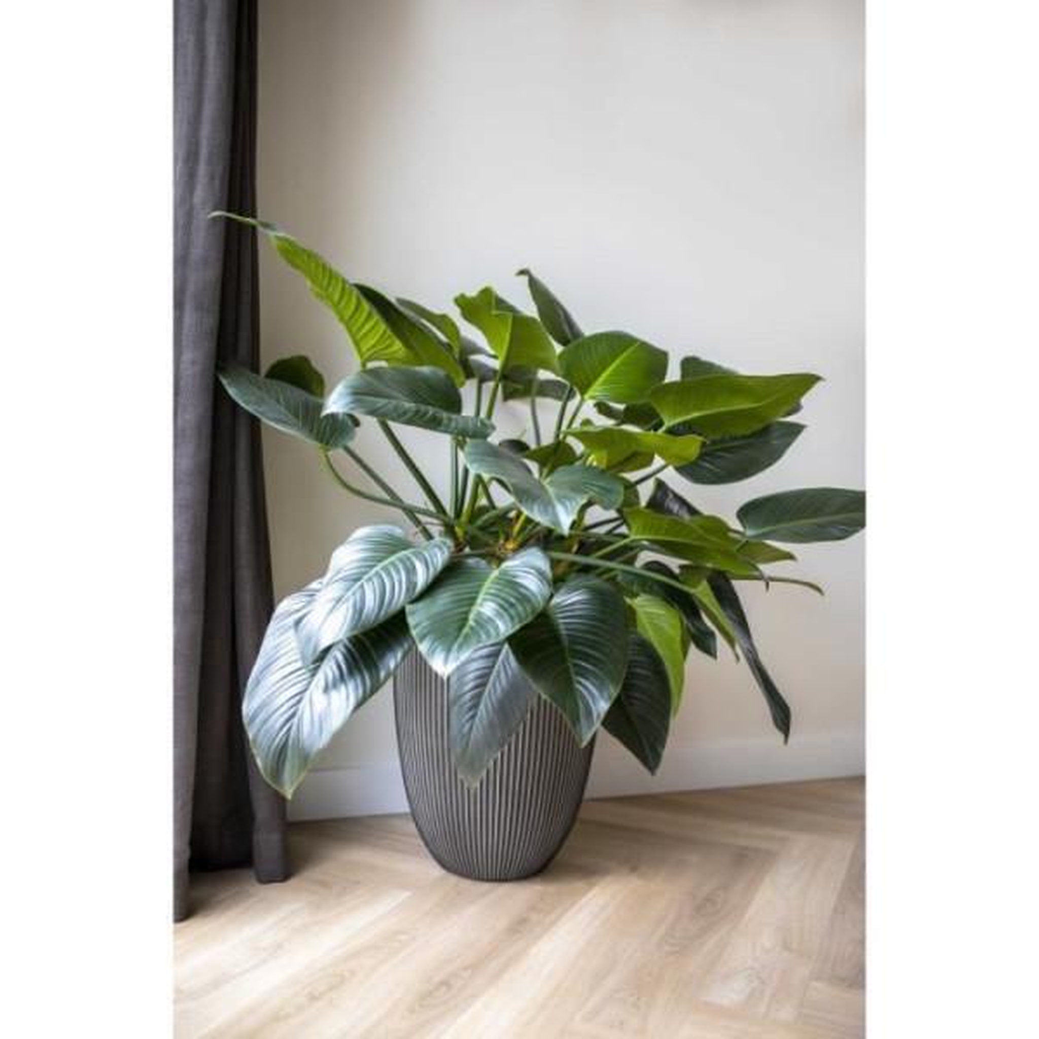 Voir la diapositive 2 : CAPI Vase élégant bas - capi europe - groove nl - 34 x 46 cm - anthracite