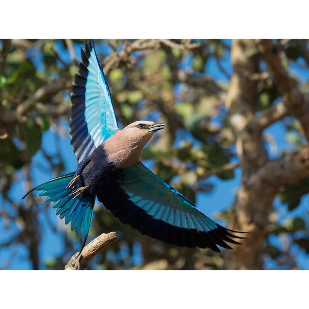 Smartbox Journée passionnante à la Ferme aux Crocodiles, près d'Avignon pour 1 adulte et 2 enfants - Coffret Cadeau Sport & Aventure