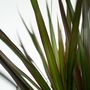 Voir la diapositive 3 : PLANT IN A BOX Dragonnier - Dracaena marginata 'Magenta' - Hauteur 70-80cm - ⌀17cm