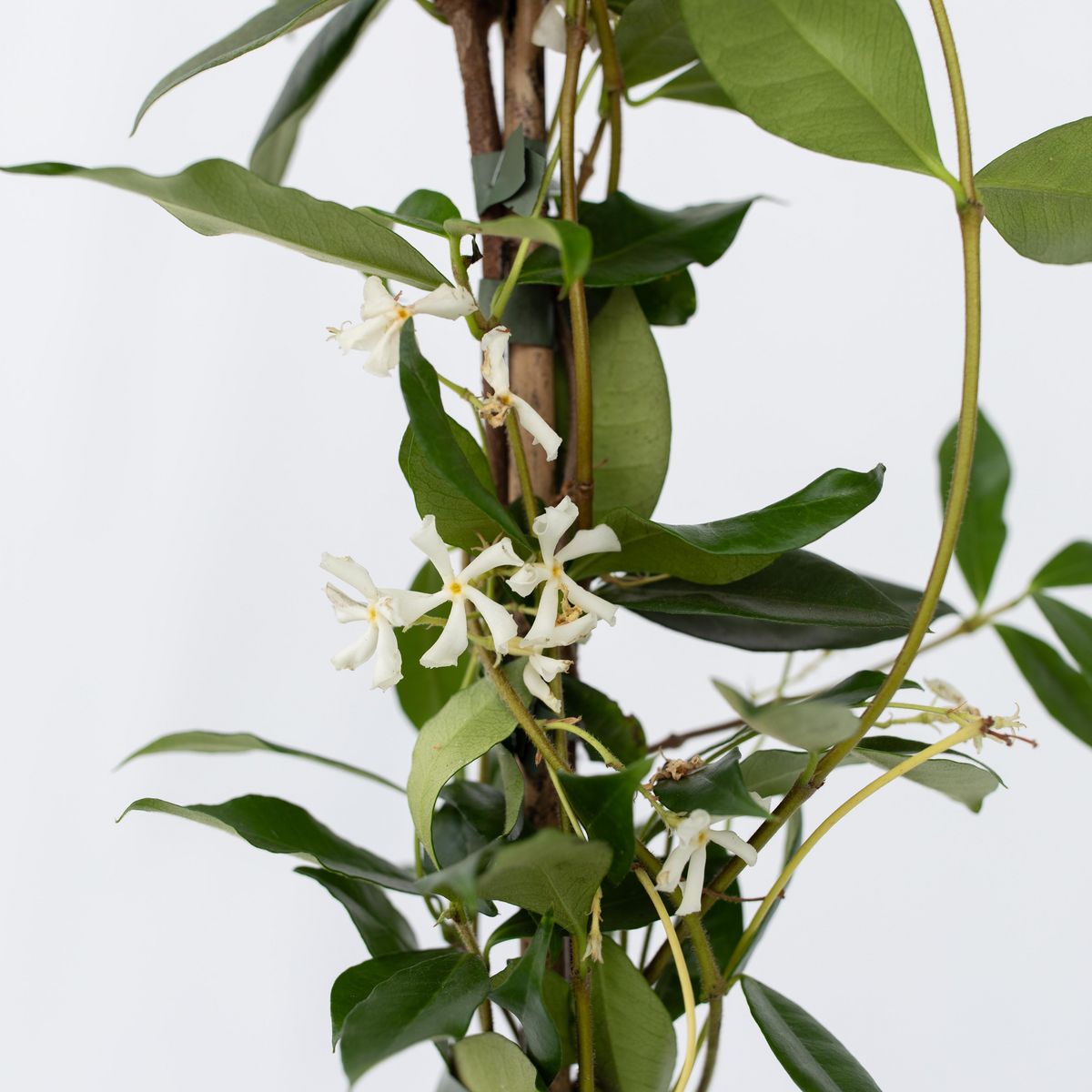 PLANT IN A BOX Jasmin étoilé - Trachelospermum jasminoides - Hauteur 110-120cm - ⌀17cm