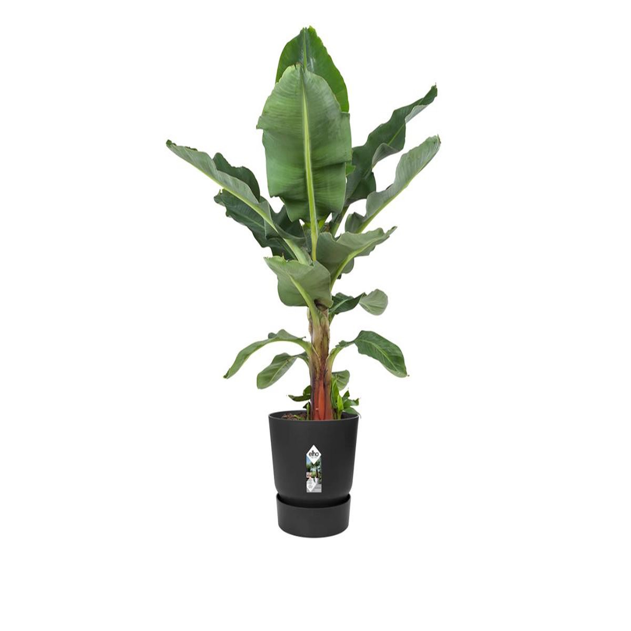 Voir la diapositive 3 : ELHO Pot de fleurs rond en plastique Ø 30 cm Elho Greenville Round noir pour jardin et balcon