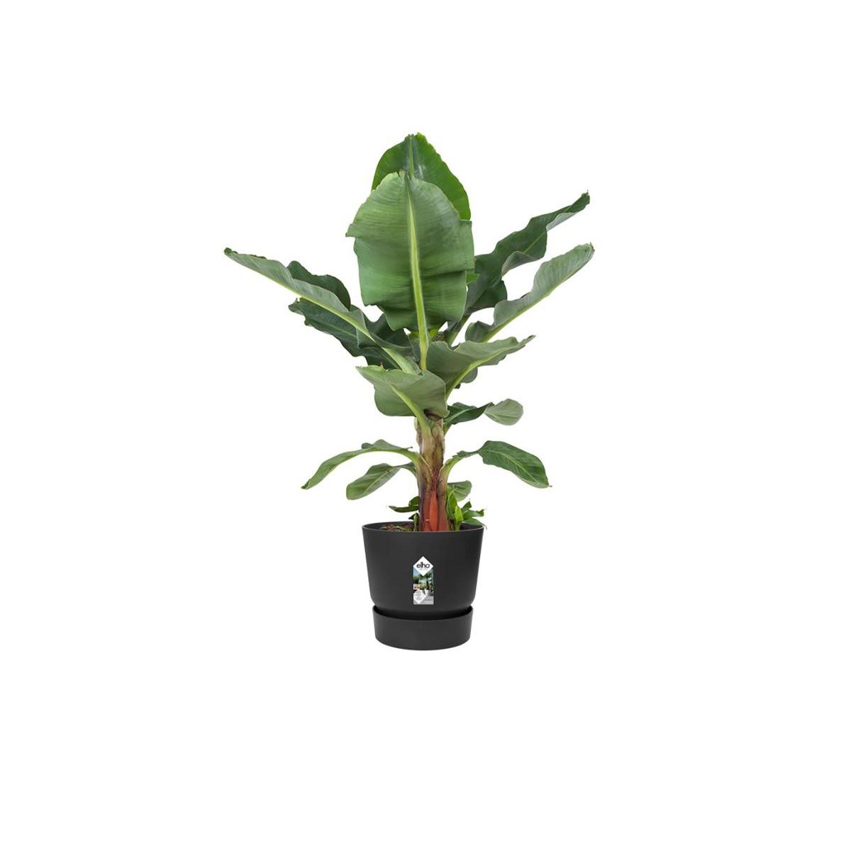 ELHO Pot de fleurs rond en plastique Ø 30 cm Elho Greenville Round noir pour jardin et balcon