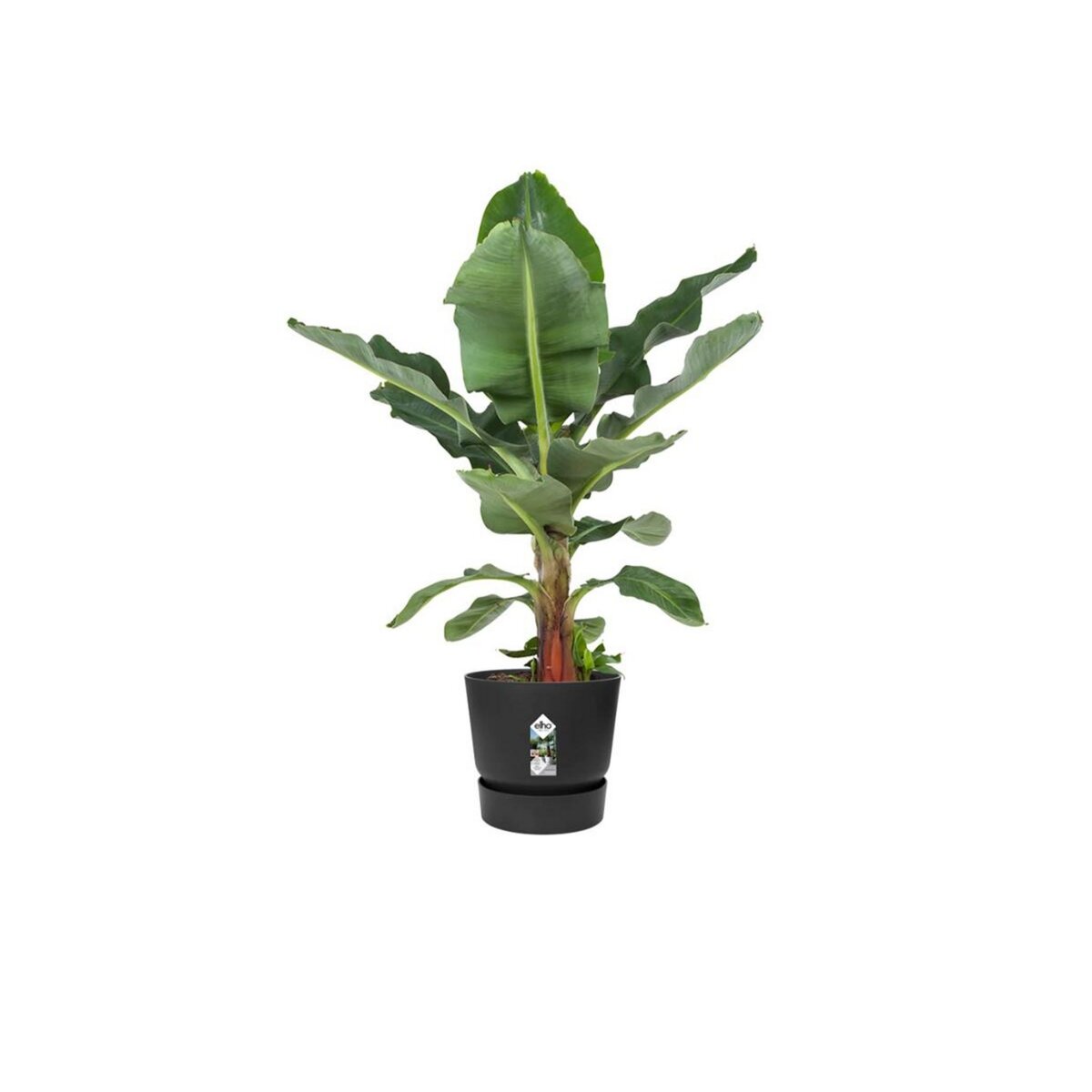 ELHO Pot de fleurs rond en plastique Ø 30 cm Elho Greenville Round noir pour jardin et balcon