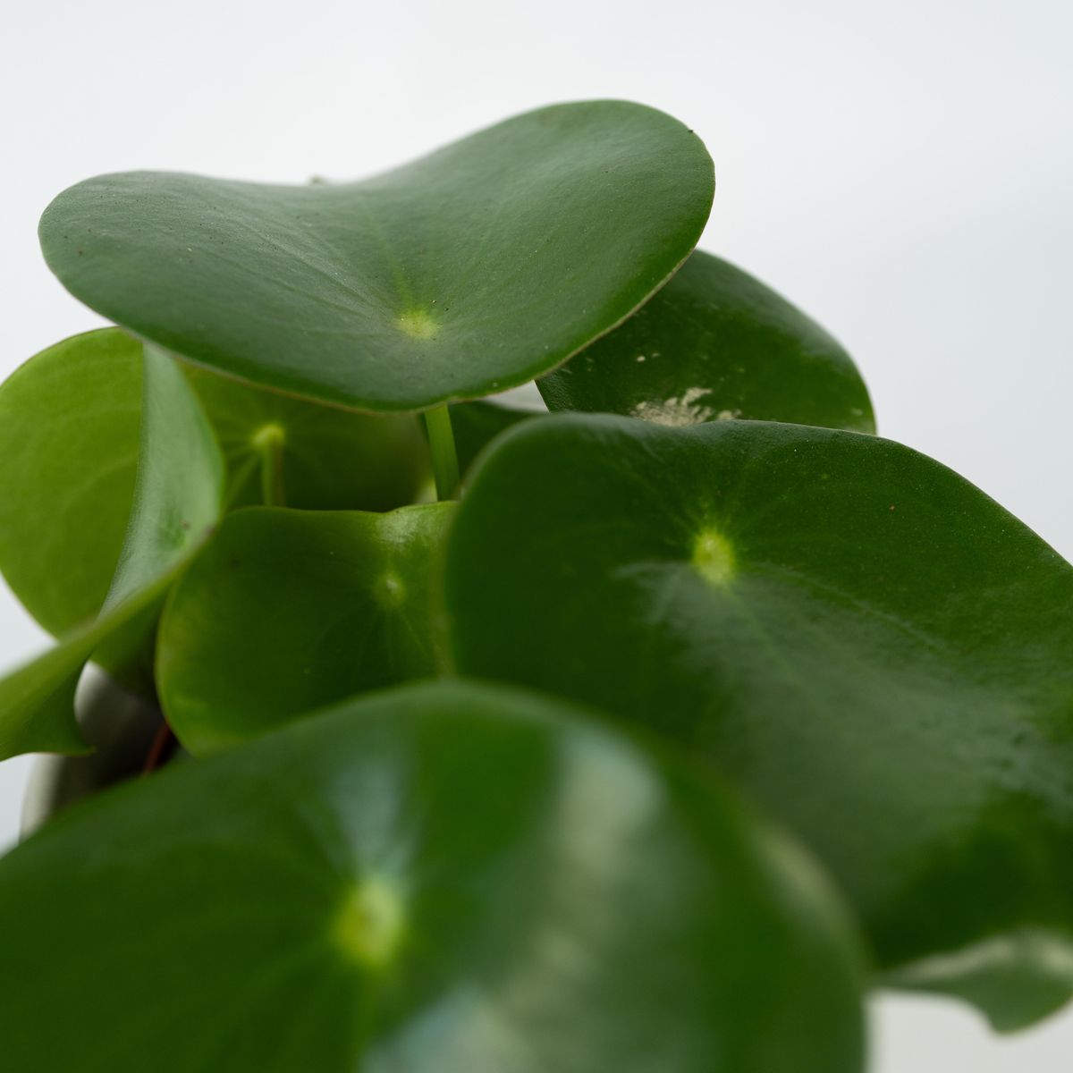 PLANT IN A BOX Pépéromie - Set de 4 - Peperomia polybotrya - Hauteur 20-30cm - ⌀12cm