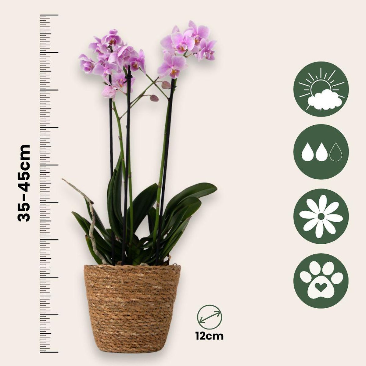 PLANT IN A BOX Orchidée papillon - Phalaenopsis Multiflora avec panier - Hauteur 35-45cm -⌀12cm