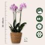 Voir la diapositive 2 : PLANT IN A BOX Orchidée papillon - Phalaenopsis Multiflora avec panier - Hauteur 35-45cm -⌀12cm
