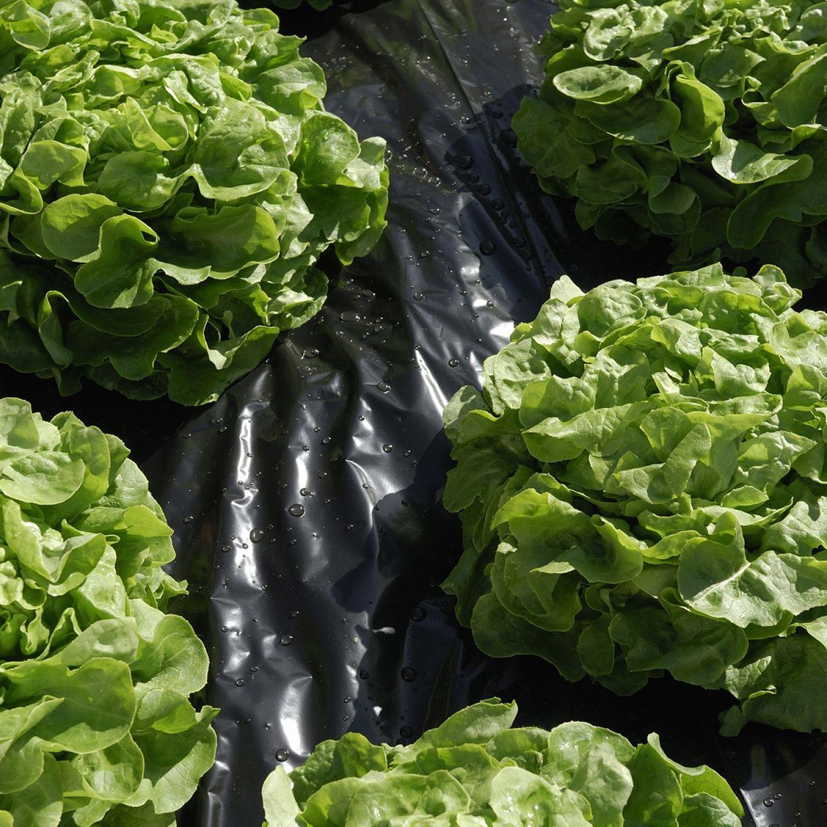 LINXOR Film de paillage micro perforé pour fruits et légumes - 1,40 m x 5 m - Noir