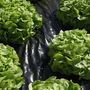 Voir la diapositive 2 : LINXOR Film de paillage micro perforé pour fruits et légumes - 1,40 m x 5 m - Noir