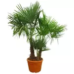Palmier de Chine (Chamaerops excelsa) - Tronc 30/40cm - H150/175cm