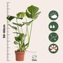 Voir la diapositive 2 : PLANT IN A BOX Plante à trous - Set de 2 - Monstera deliciosa - Hauteur 50-60cm - ⌀17cm