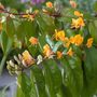 Voir la diapositive 4 : PLANT IN A BOX Chèvrefeuille - Lonicera henryi 'Copper Beauty' - Hauteur 110-120cm - ⌀17cm