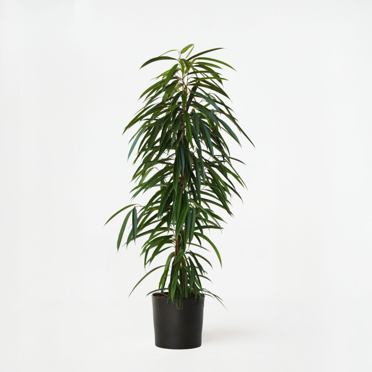 PLANT IN A BOX Ficus pleureur - Ficus binnendijkii - Hauteur 100-110cm - ⌀21cm