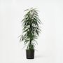 Voir la diapositive 6 : PLANT IN A BOX Ficus pleureur - Ficus binnendijkii - Hauteur 100-110cm - ⌀21cm