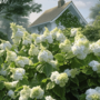Voir la diapositive 4 : PLANT IN A BOX Hortensia - Hydrangea paniculata 'Ice Crystal' - Hauteur 25-40cm - ⌀19cm