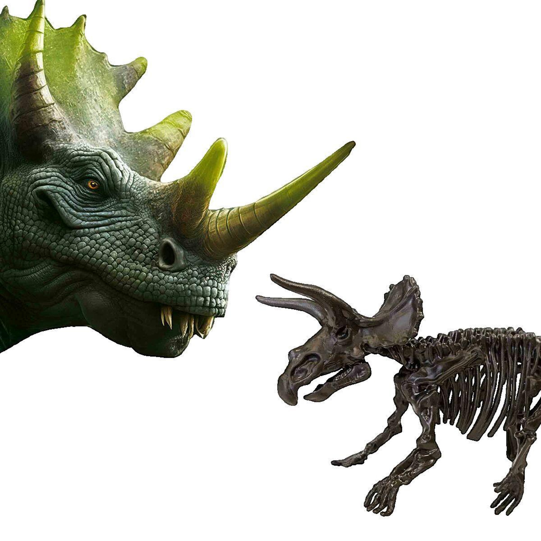 Voir la diapositive 2 : SES Creative Fouille de dinosaures et de squelettes 2 en 1 - Tricératops - SES CREATIVE