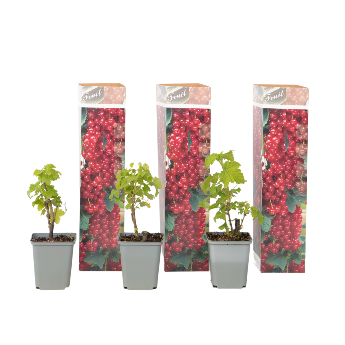 PLANT IN A BOX Groseillier à grappes - Lot de 3 - Ribes rubrum - Hauteur 25-40cm - ⌀9cm