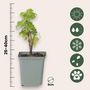 Voir la diapositive 2 : PLANT IN A BOX Groseillier à grappes - Lot de 3 - Ribes rubrum - Hauteur 25-40cm - ⌀9cm