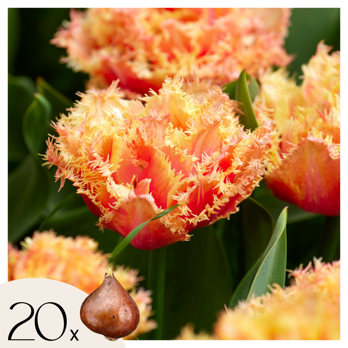 PLANT IN A BOX Tulipe - Set de 20 - Tulipa 'Brisbane' - Bulbes à fleurs - Rose