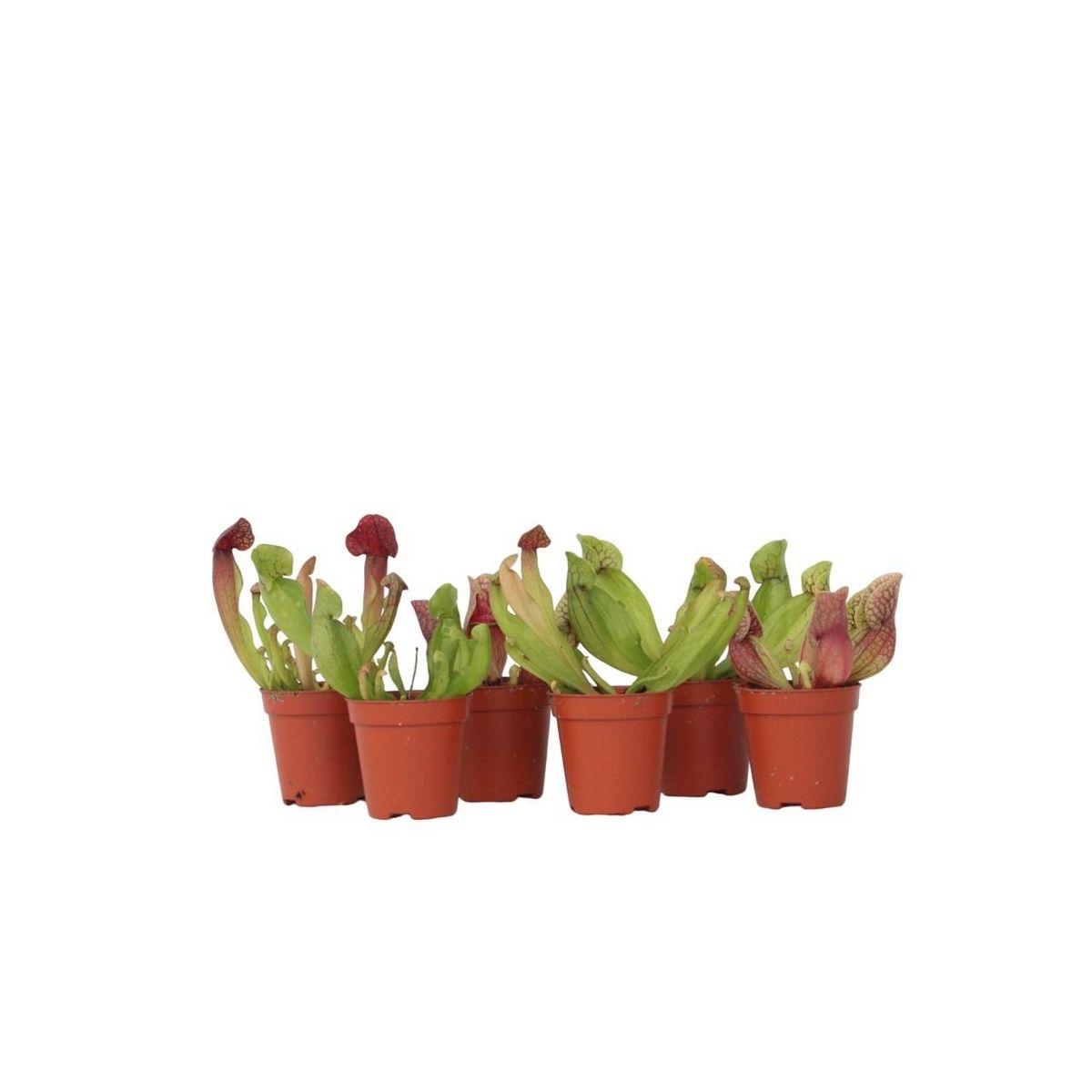 PLANT IN A BOX Sarracénie pourpre - Set de 6 - Sarracenia purpurea - Hauteur 10cm - ⌀5,5cm
