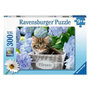 Voir la diapositive 1 : RAVENSBURGER Puzzle 300 p XXL - Petit chaton