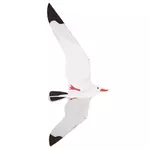  Rhombus Kite Seagull